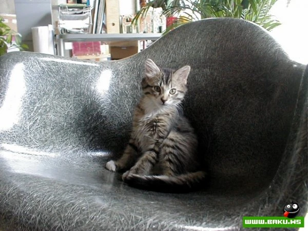 Довольные коты проекта «Cats love Eames!»