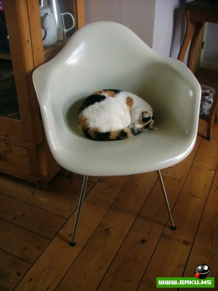 Довольные коты проекта «Cats love Eames!»