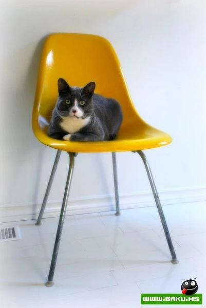 Довольные коты проекта «Cats love Eames!»