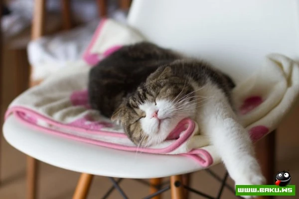 Довольные коты проекта «Cats love Eames!»