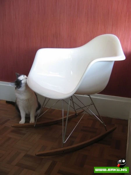 Довольные коты проекта «Cats love Eames!»