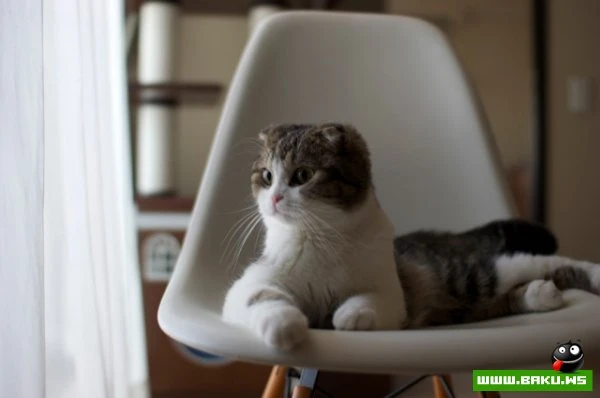 Довольные коты проекта «Cats love Eames!»