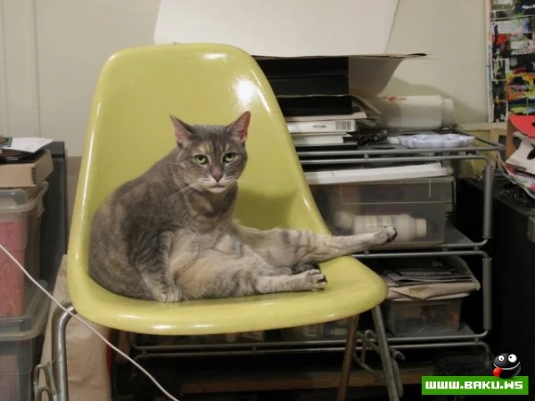 Довольные коты проекта «Cats love Eames!»