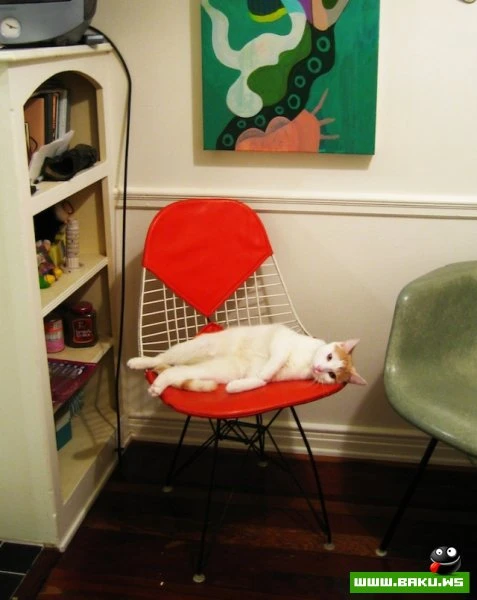 Довольные коты проекта «Cats love Eames!»