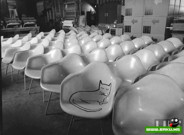 Довольные коты проекта «Cats love Eames!»