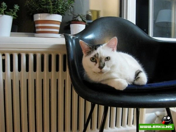 Довольные коты проекта «Cats love Eames!»