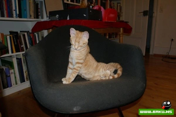 Довольные коты проекта «Cats love Eames!»