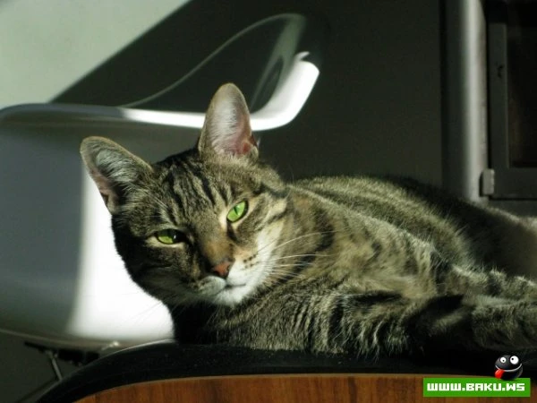 Довольные коты проекта «Cats love Eames!»