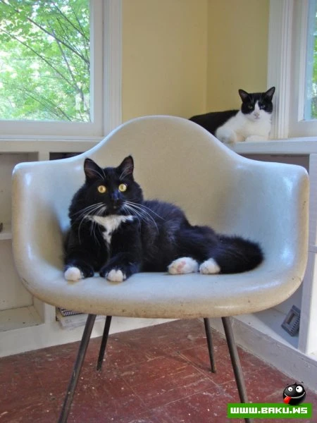 Довольные коты проекта «Cats love Eames!»