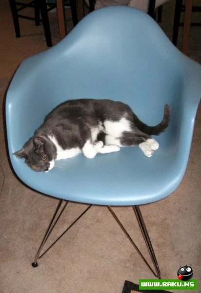 Довольные коты проекта «Cats love Eames!»