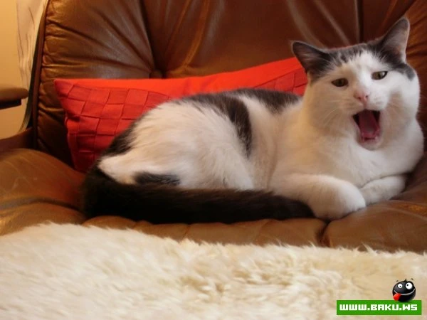 Довольные коты проекта «Cats love Eames!»