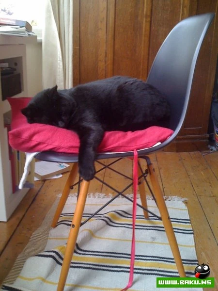 Довольные коты проекта «Cats love Eames!»
