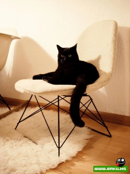Довольные коты проекта «Cats love Eames!»