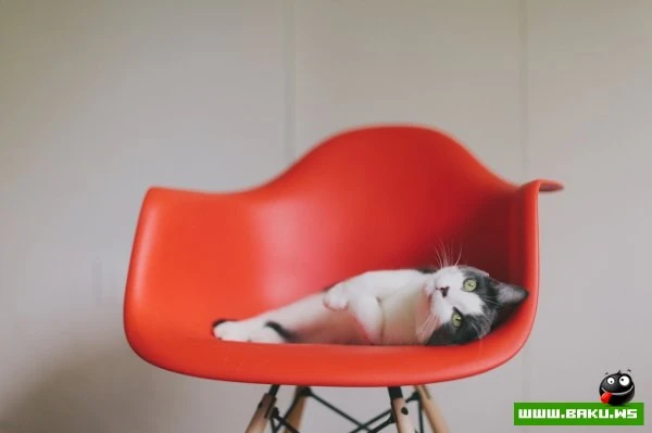 Довольные коты проекта «Cats love Eames!»