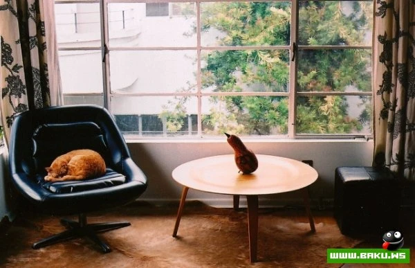 Довольные коты проекта «Cats love Eames!»
