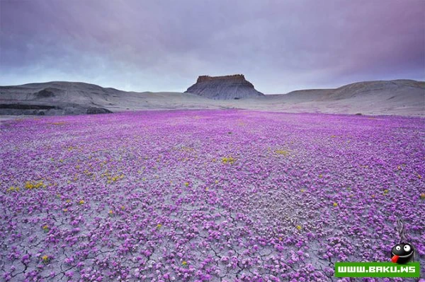 Лучшие фото года по версии журнала TwistedSifter