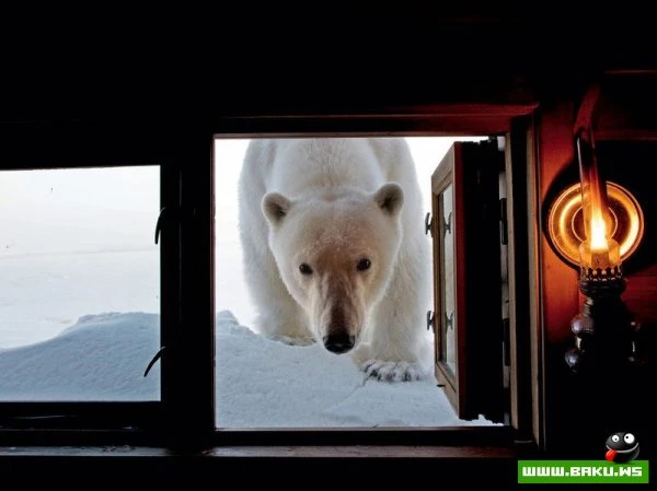 Лучшие фотографии от National Geographic за 2012 год
