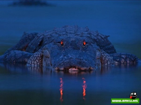 Лучшие фотографии от National Geographic за 2012 год