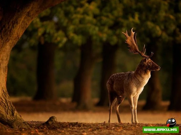 Лучшие фотографии от National Geographic за 2012 год