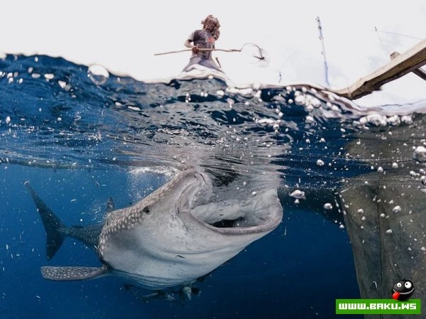 Лучшие фотографии от National Geographic за 2012 год
