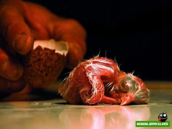 Лучшие фотографии от National Geographic за 2012 год