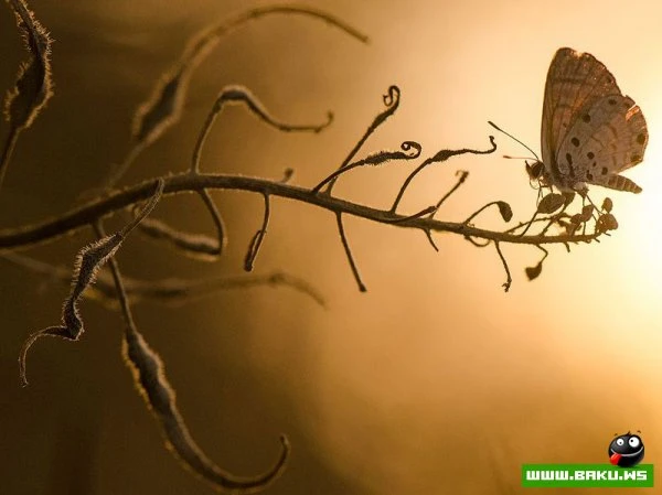 Лучшие фотографии от National Geographic за 2012 год