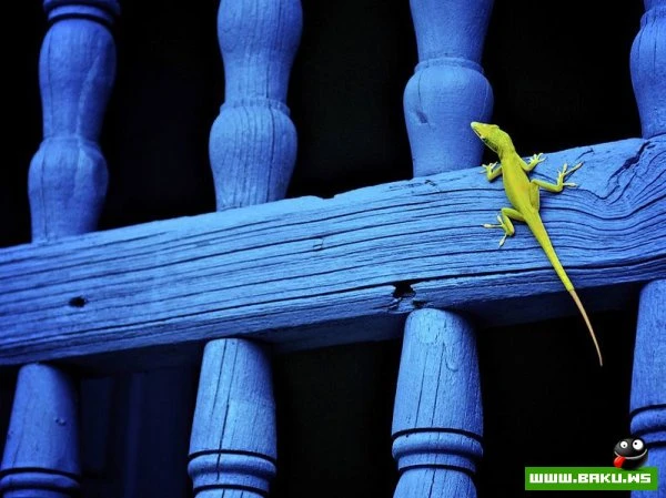 Лучшие фотографии от National Geographic за 2012 год