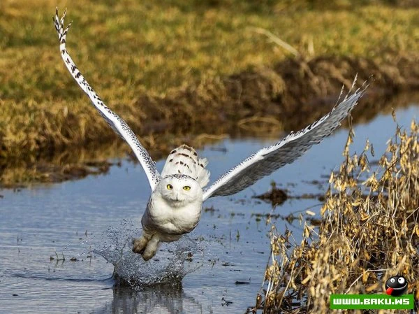 Лучшие фотографии от National Geographic за 2012 год