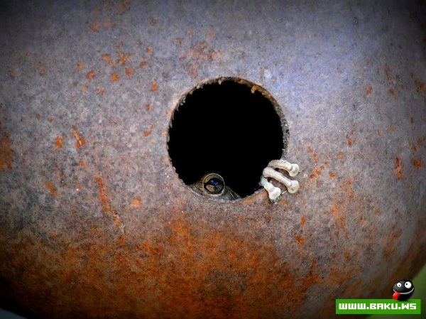 Лучшие фотографии от National Geographic за 2012 год