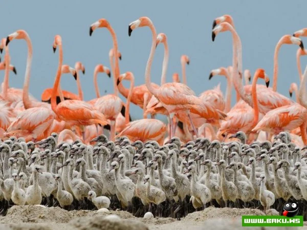 Лучшие фотографии от National Geographic за 2012 год