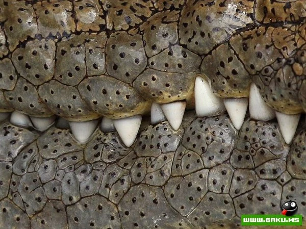 Лучшие фотографии от National Geographic за 2012 год