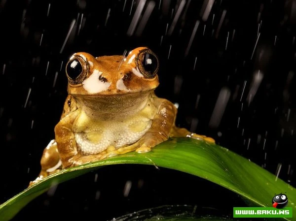 Лучшие фотографии от National Geographic за 2012 год