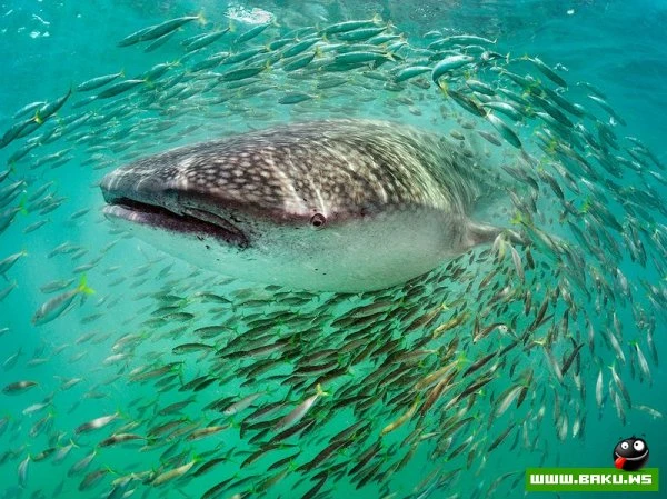 Лучшие фотографии от National Geographic за 2012 год