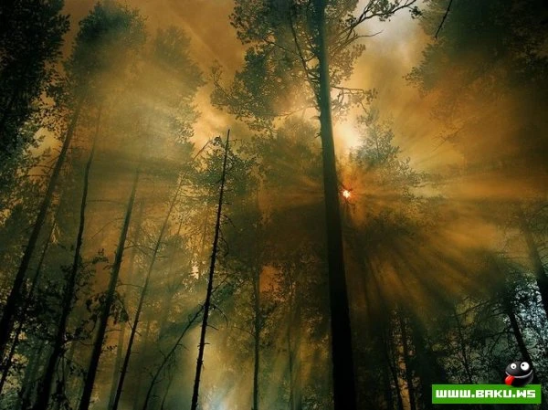 Лучшие фотографии от National Geographic за 2012 год