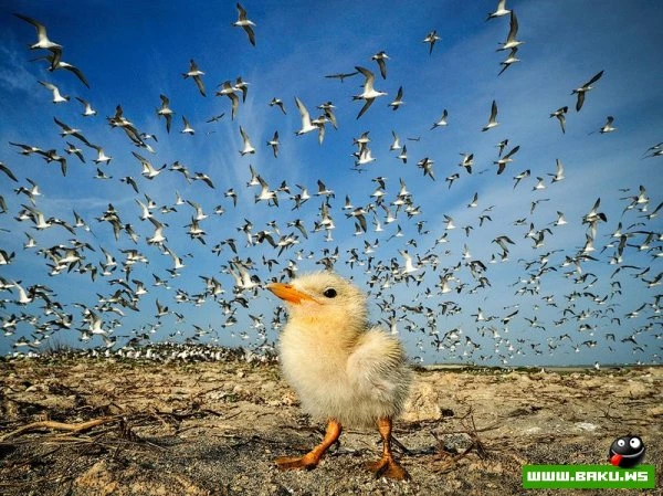 Лучшие фотографии от National Geographic за 2012 год