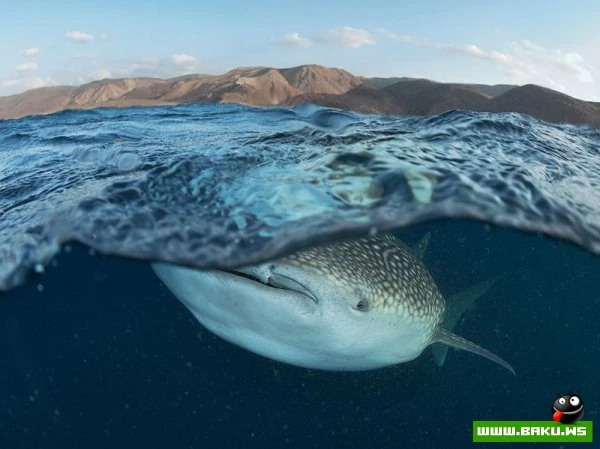 Лучшие фотографии от National Geographic за 2012 год