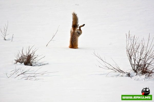 Победители конкурса «National Geographic Photo Contest 2012»