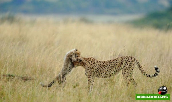 Победители конкурса «National Geographic Photo Contest 2012»