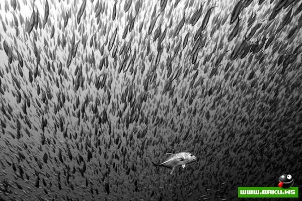Победители конкурса «National Geographic Photo Contest 2012»