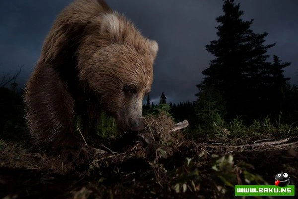 Победители конкурса «National Geographic Photo Contest 2012»