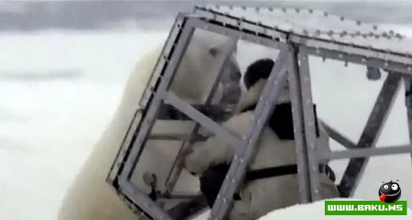 Атака белого медведя