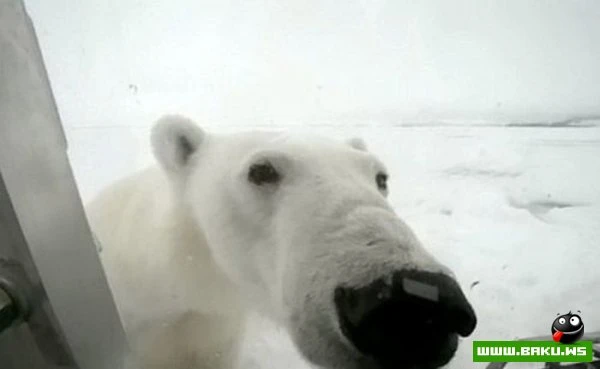 Атака белого медведя