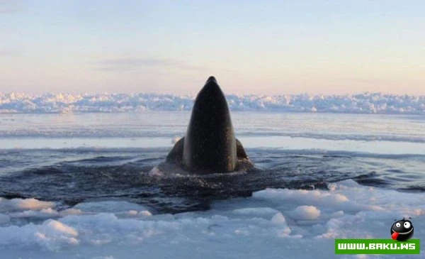 Косатки попали в ледяную ловушку