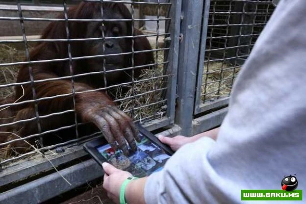 Обезьянам в зоопарке раздали iPad