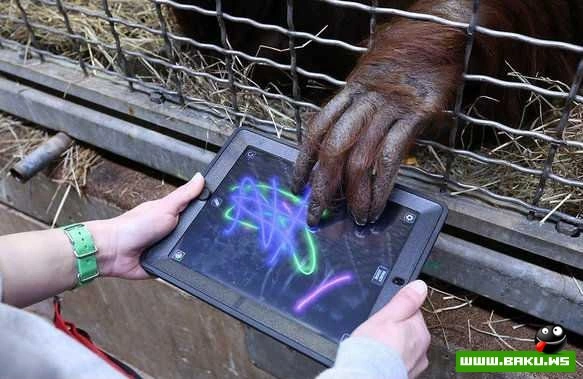 Обезьянам в зоопарке раздали iPad