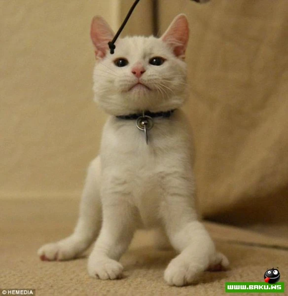 Котик-инвалид который ходит на локтях
