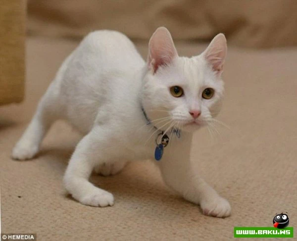 Котик-инвалид который ходит на локтях
