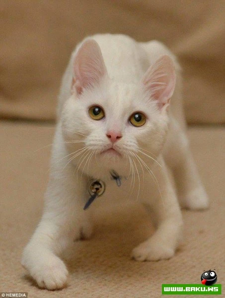 Котик-инвалид который ходит на локтях