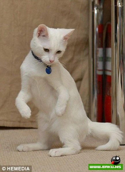 Котик-инвалид который ходит на локтях