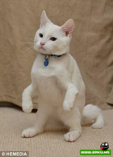 Котик-инвалид который ходит на локтях
